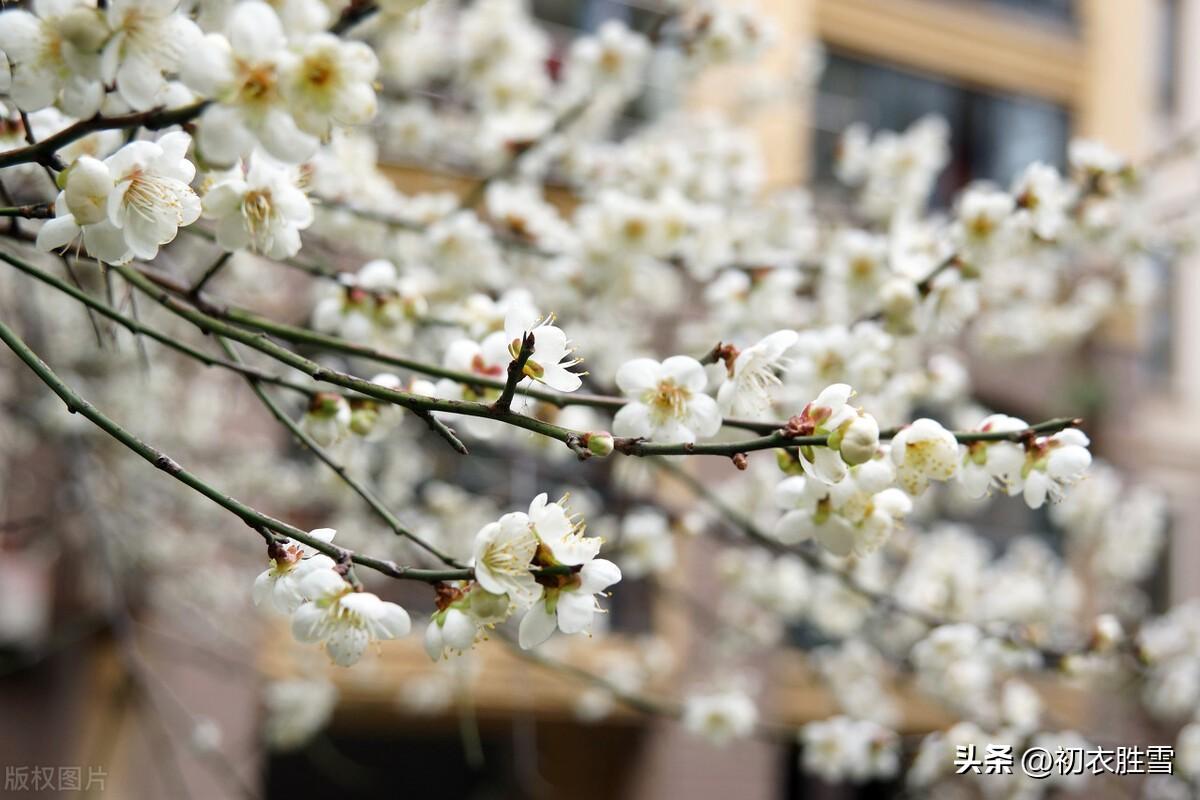 正月梅花盛放美诗七首：日照一团都是雪，只见花头不见枝